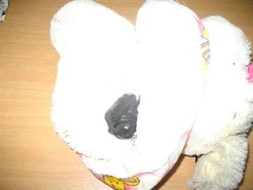 News_Releases_Cases_at_Checkpoints_7_Jul_08_2 News_Releases_Cases_at_Checkpoints_7_Jul_08_2