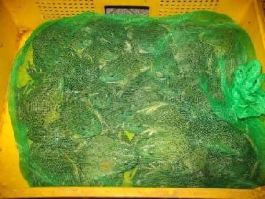 News_Releases_Cases_at_Checkpoints_8_Jul_08_1