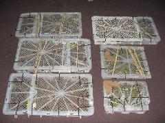 News_Releases_Cases_at_Checkpoints_9_Jun_10_1 News_Releases_Cases_at_Checkpoints_9_Jun_10_1