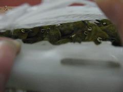 News_Releases_Cases_at_Checkpoints_9_Jun_10_3