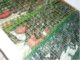 News_Releases_Cases_at_Checkpoints_3_Nov_11_p2