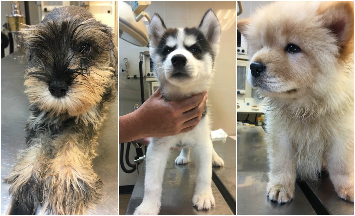 News_Releases_160824_Puppies_03_pup