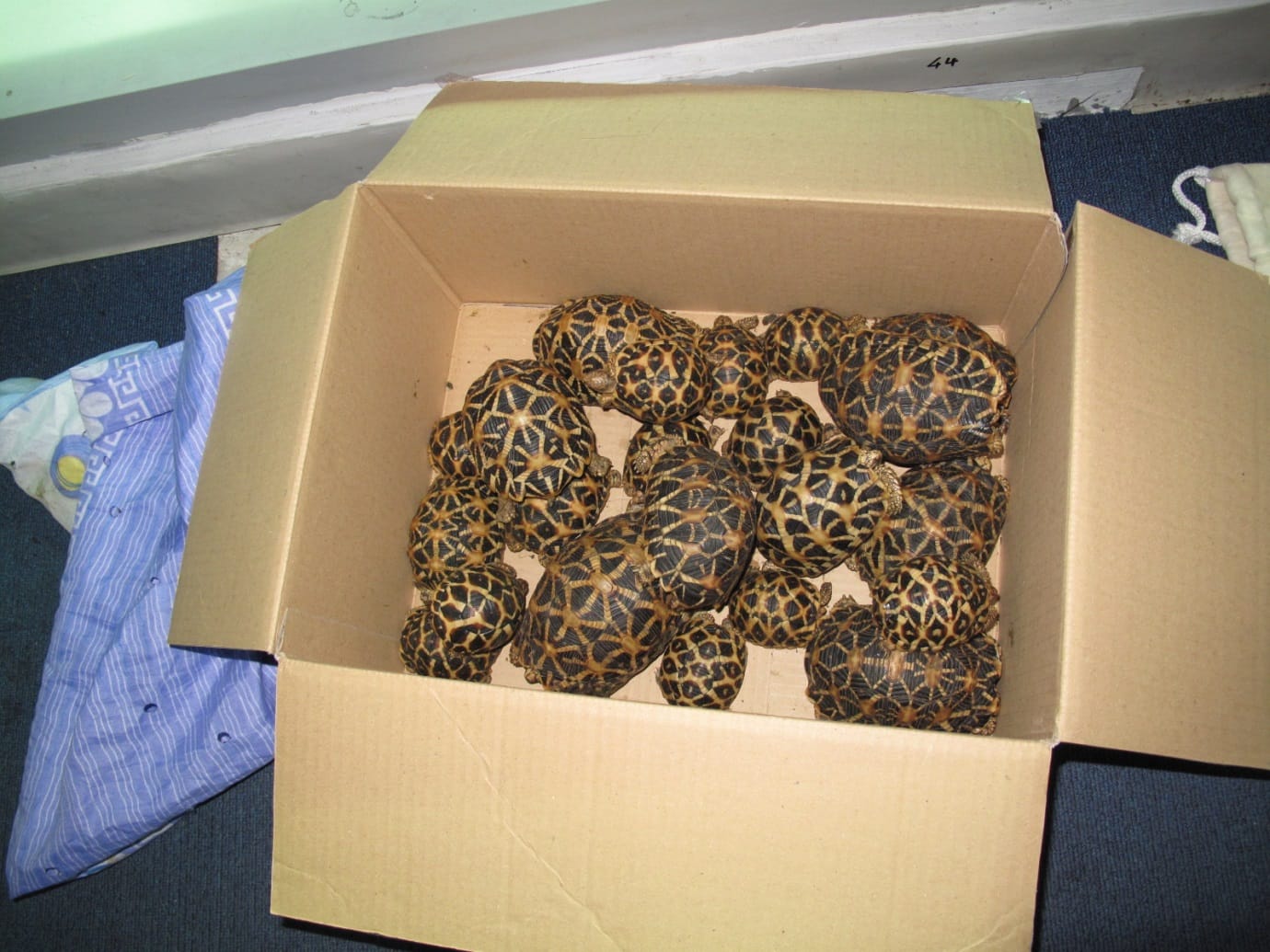 News_Releases_27Jun16_NR_27Jun_tortoises