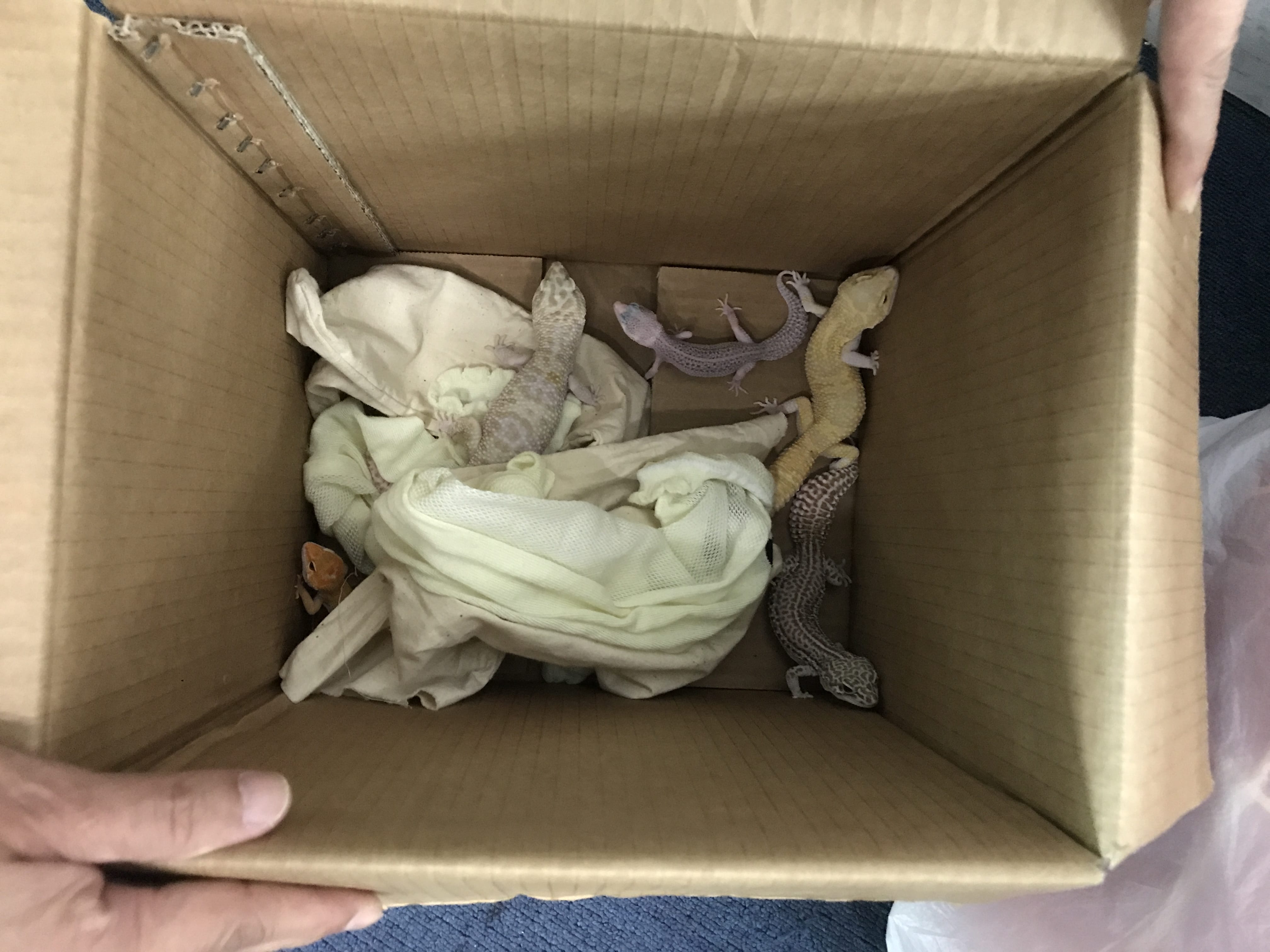 News_Releases_-2017_6June17_Five_live_geckos