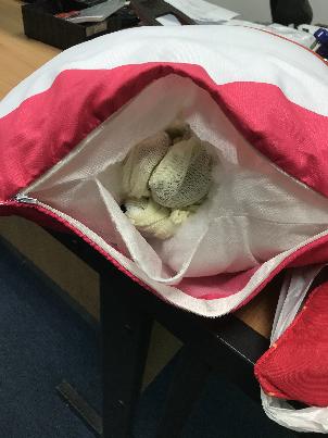 News_Releases_-2017_6June17_Hidden_in_pillows_thumb