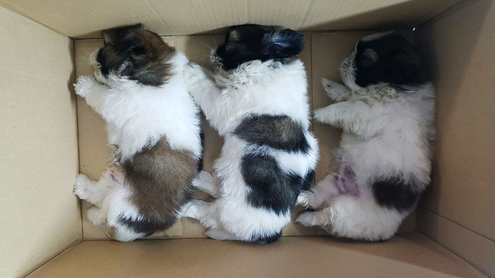 News_Releases_-2017_20170324_2_Pup_1