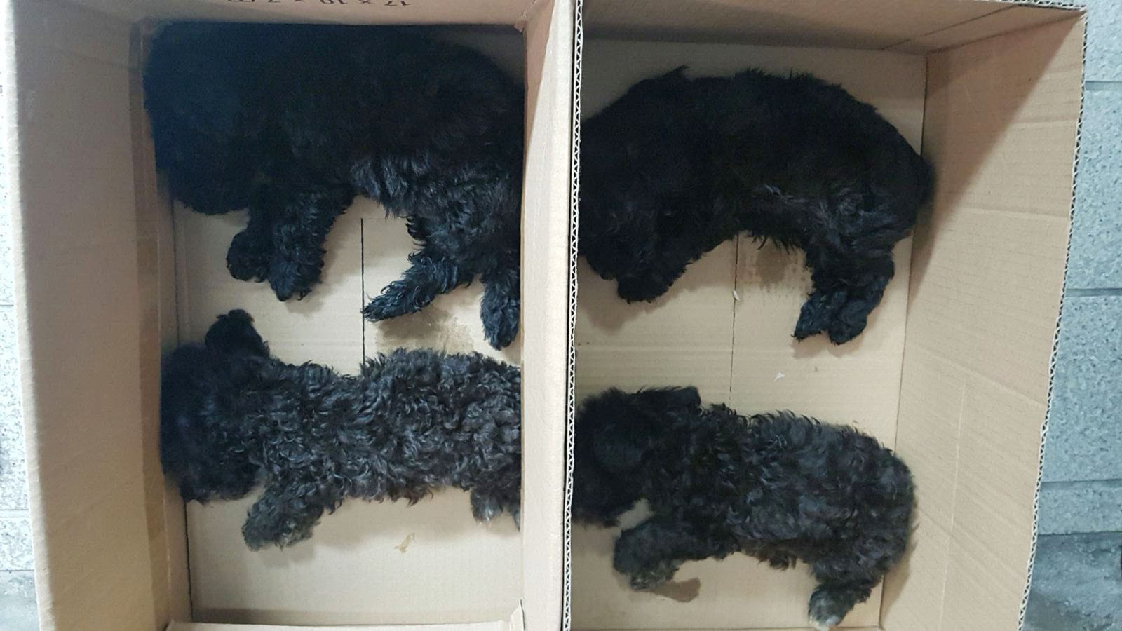 News_Releases_-2017_20170324_2_Pup_2