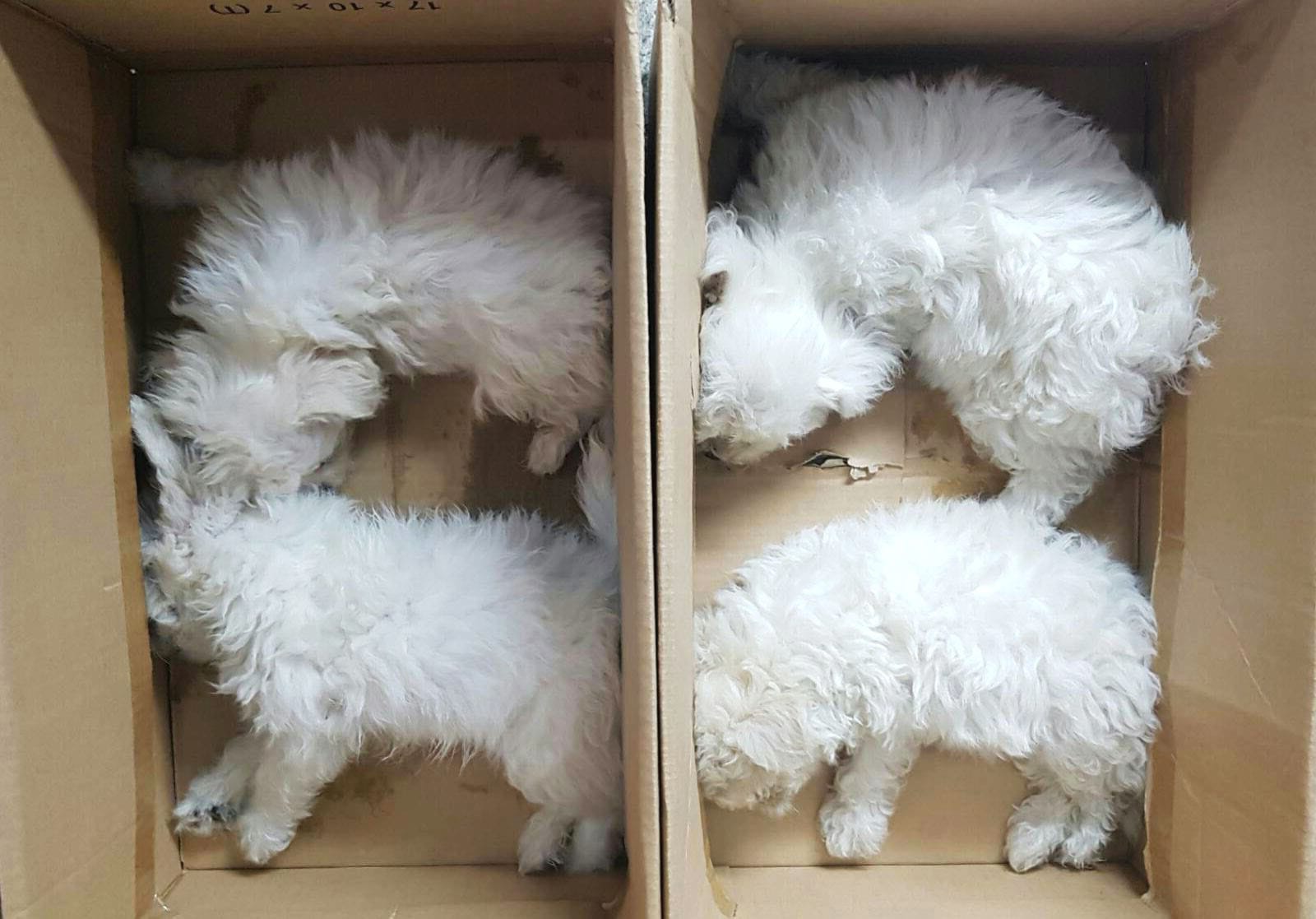 News_Releases_-2017_20170324_2_Pup_3