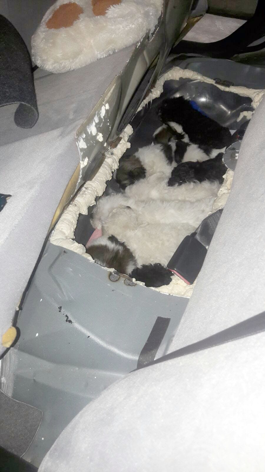 News_Releases_-2017_20170324_2_Pup_4