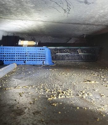 10 aug birds 2 Containers of birds found within the modified compartments (Photo credit: ICA)