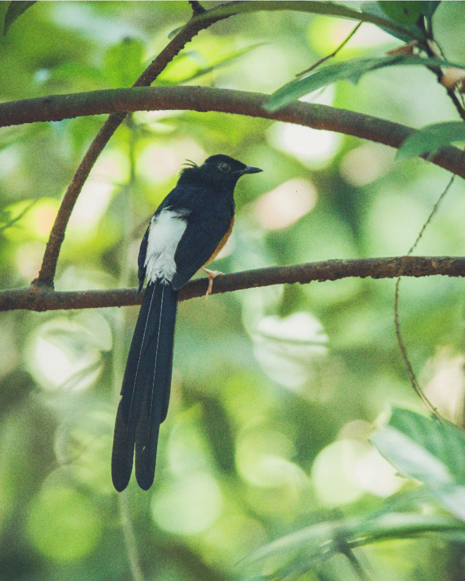 White-rumped Shama