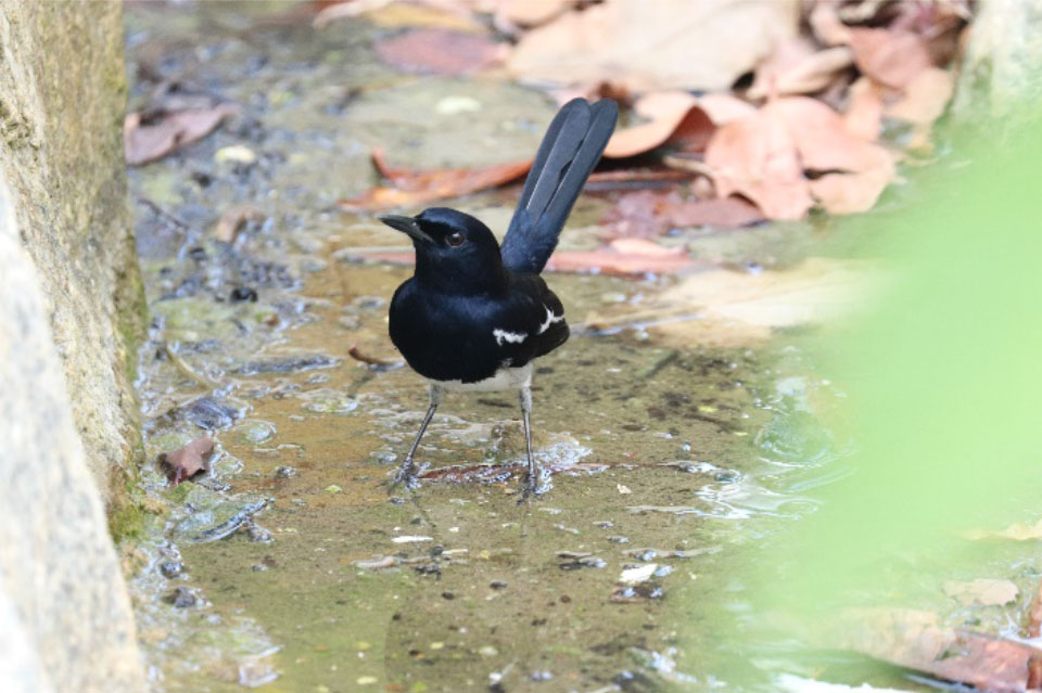 Oriental Magpie-Robin