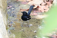B2 Oriental Magpie-Robin