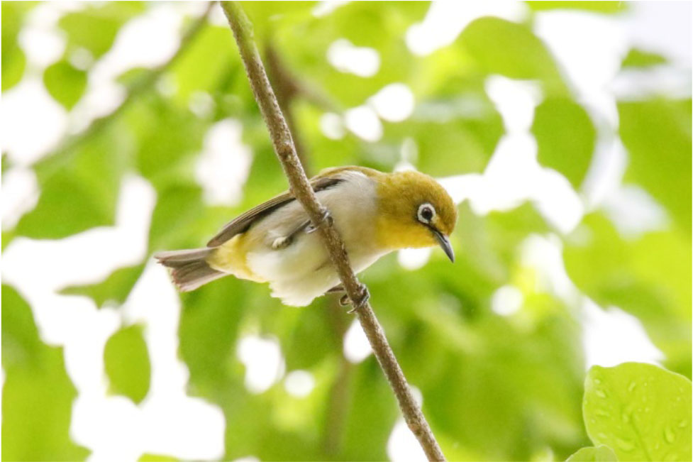Oriental White-eye