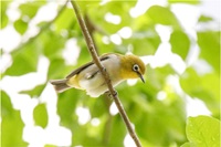 B3 Oriental White-eye