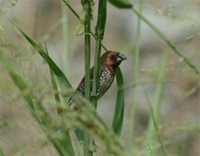 B4 Scaly-breasted Munia
