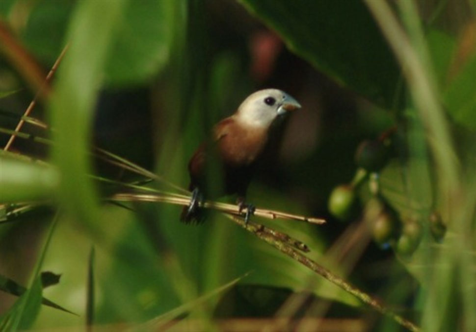 White-headed Munia