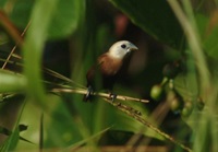 B5 White-headed Munia