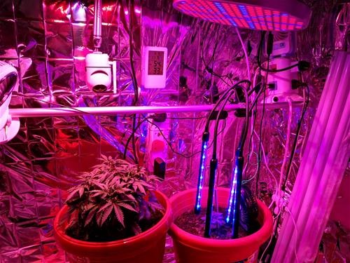 YishunGreenhouse03 YishunGreenhouse03