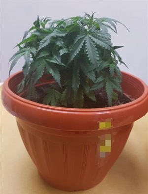 YishunGreenhouse05 YishunGreenhouse05