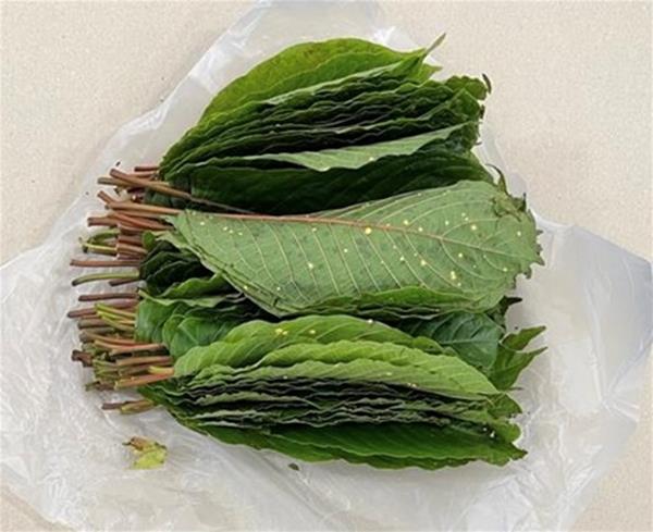 Close-up of one of the 22 bundles of kratom leaves seized from a Malaysia-registered lorry on 3 January 2022