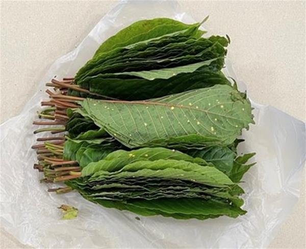 220105-05 Close-up of one of the 22 bundles of kratom leaves seized from a Malaysia-registered lorry on 3 January 2022