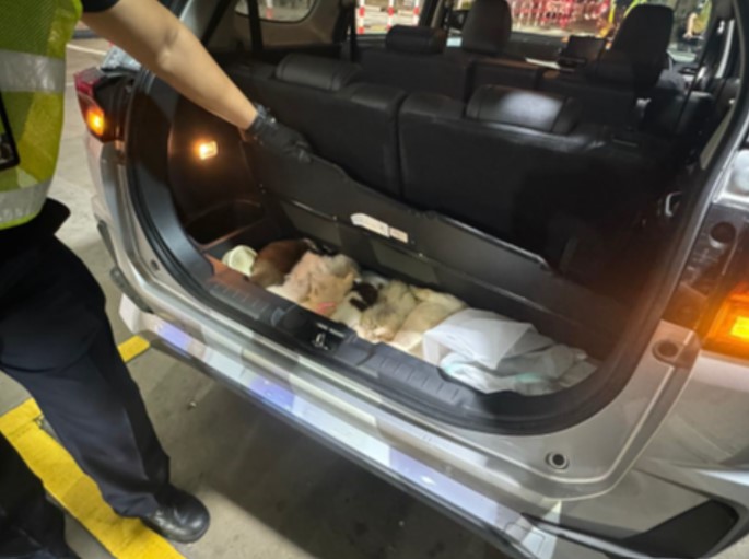 Animals found in modified compartment of vehicle
