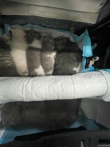 Animals found in modified dashboard compartment of vehicle