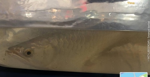 Asian Arowanas (Scleropages Formosus) seized from the vehicle