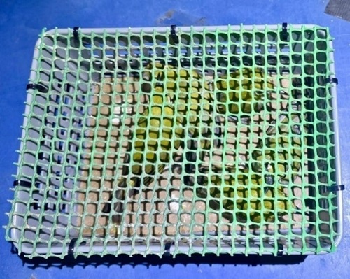 Five Mata Puteh birds seized from the motorcycle