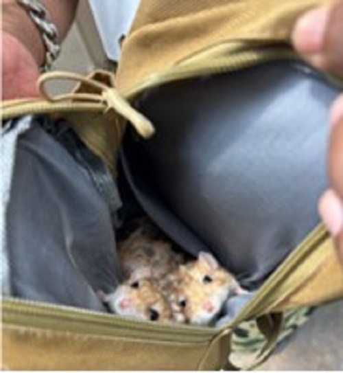 Gerbils detected inside a bag within a vehicle at Tuas Checkpoint