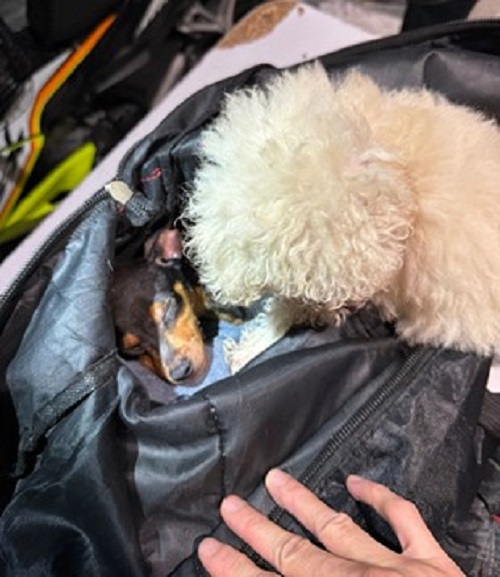 Puppy concealed in backpack