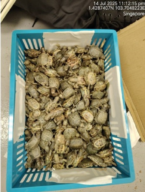 Red-Eared Sliders (Trachemys scripta elegans) found in luggage transiting through Singapore