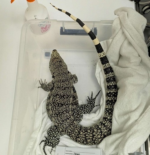 Seized Argentine Black and White Tegu