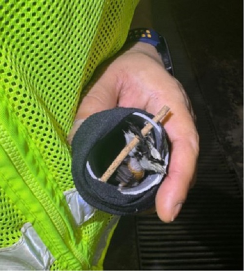 White-rumped shama concealed within the tube