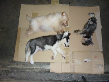 News_Releases_160824_Puppies_01puppies News_Releases_160824_Puppies_01puppies