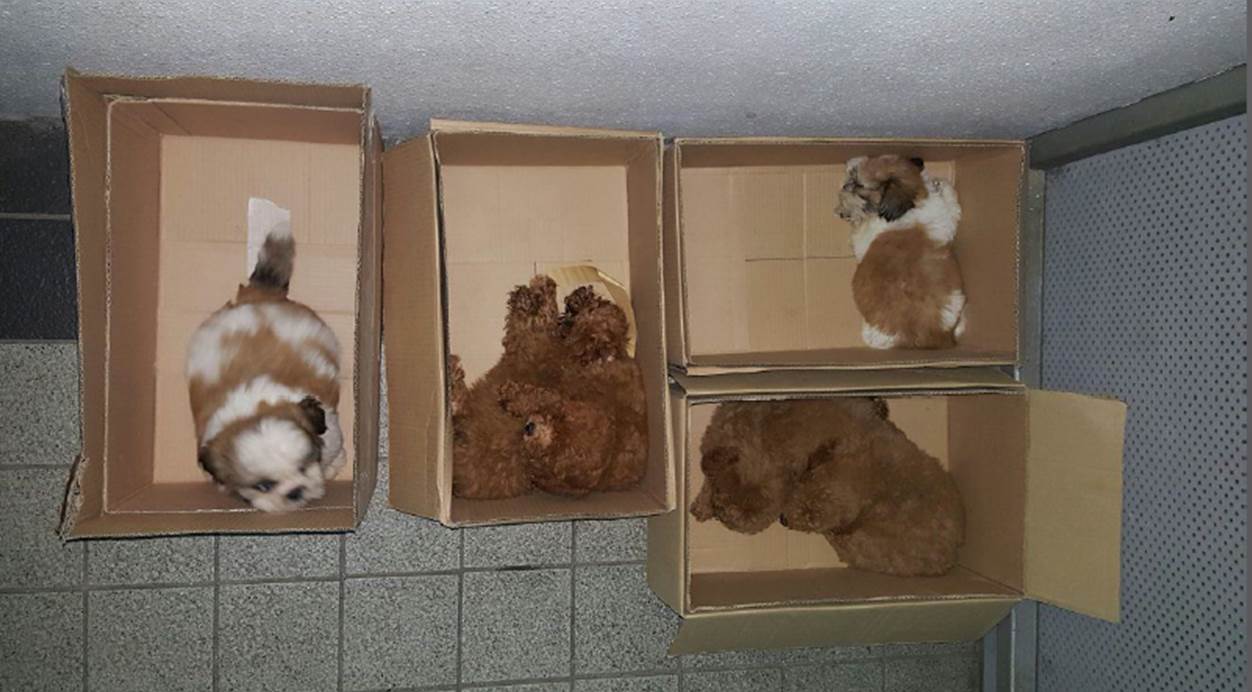 News_Releases_21May2016_6_Puppies