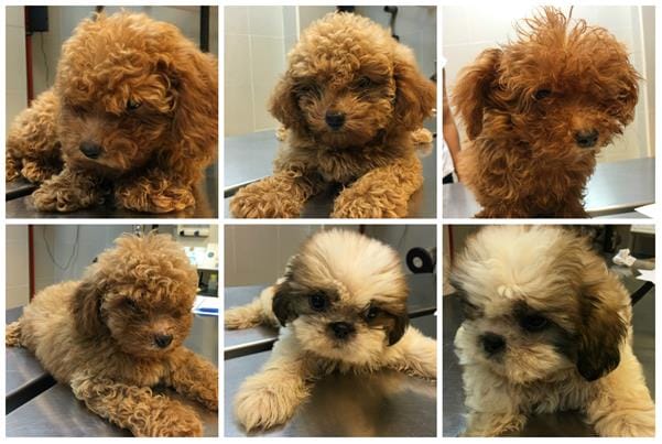 News_Releases_21May2016_6_puppies_at_AVA