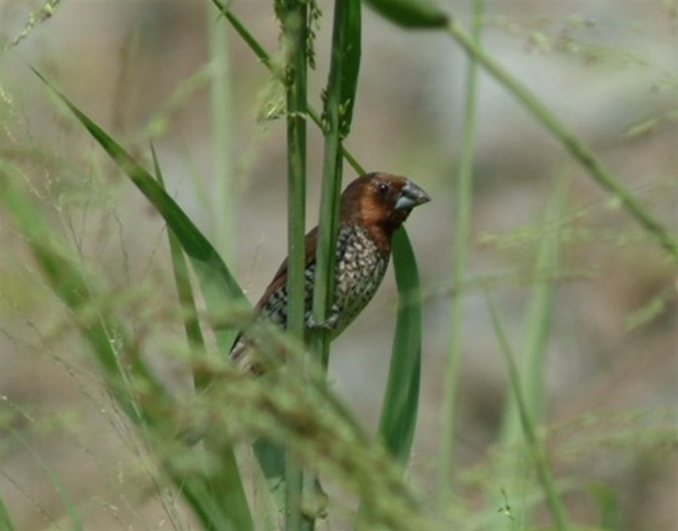 Scaly-breasted Munia