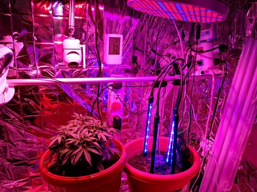 YishunGreenhouse03