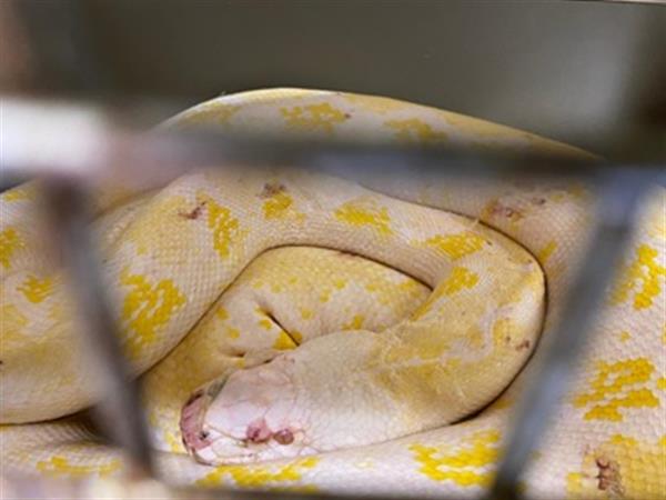 220411-04 Seized Reticulated Python which is a species listed in CITES Appendix II