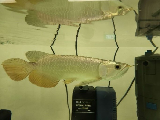 Smuggled Arowana