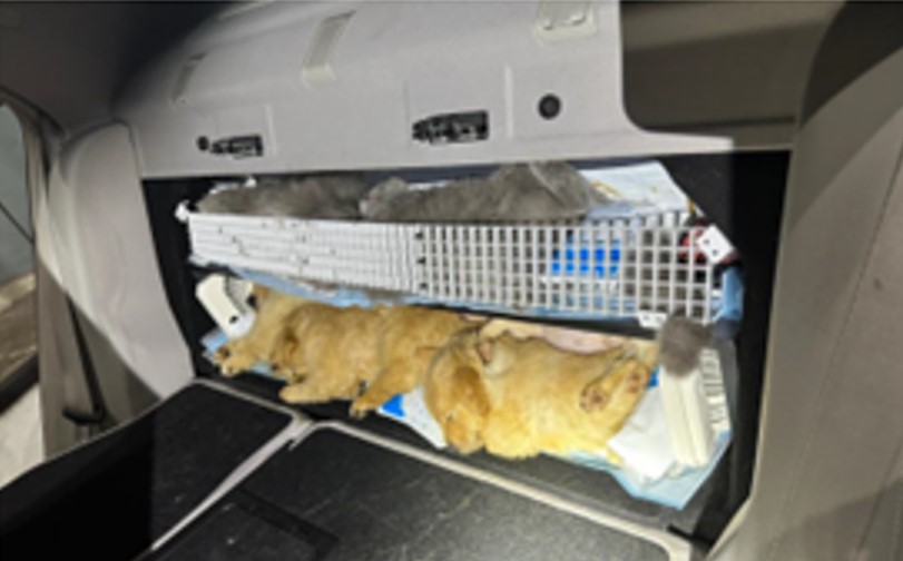 Rear seat compartment showing the cramped compartment the animals were hidden in