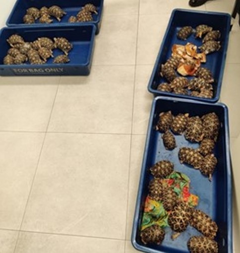 Indian star tortoises that were hidden in the luggage