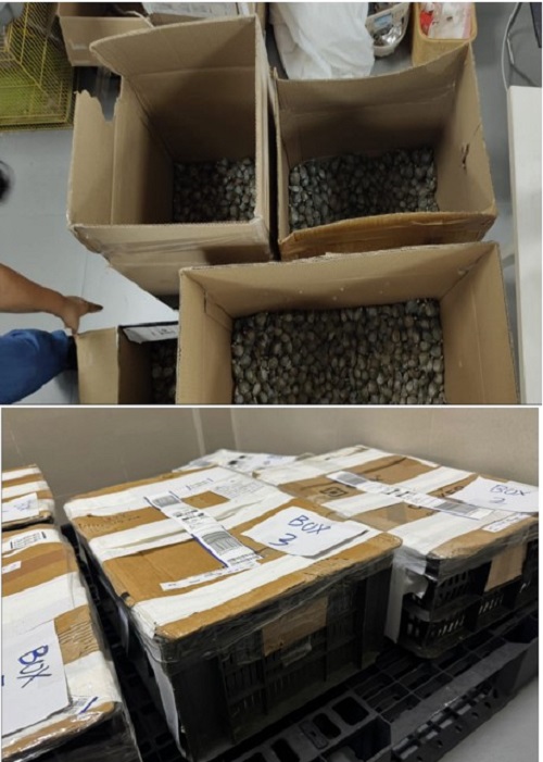 Boxes which contained Red-Eared Sliders (Trachemys scripta elegans)