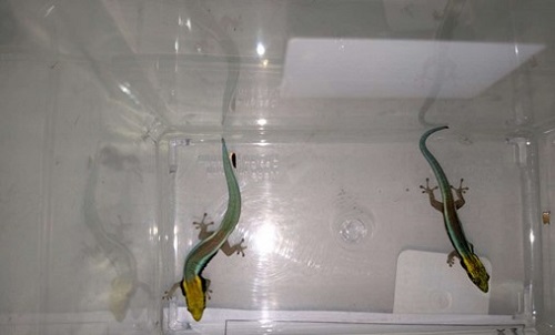 Seized Yellow-Headed Day Geckos